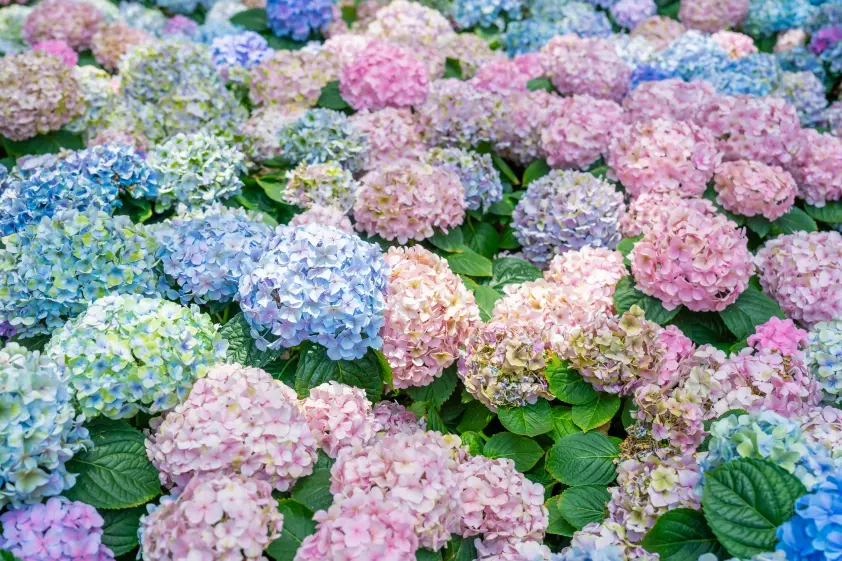 「紫陽花に守られている祠」があまりにも幻想的すぎる…⇒「神様がいそう」と6.7万いいね イメージ