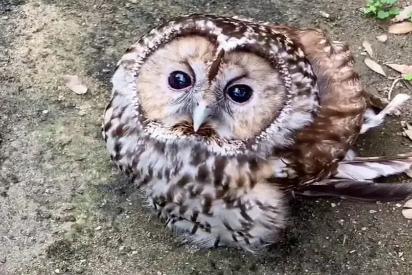 フクロウの顔がどこまで回るのか試してみた結果…⇨「一体どうなってんの」と驚きの声 イメージ
