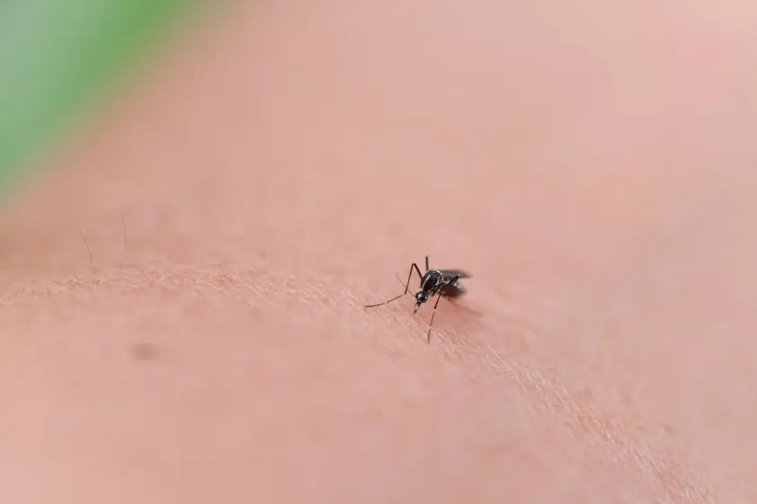 足裏に“あること”をするだけで「蚊」に刺されにくくなる?警視庁も紹介した豆知識、試してみて イメージ