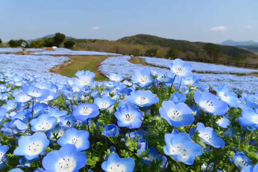 ネモフィラは今が見頃! 大分県〈るるパーク〉で見ることができる花の見頃カレンダー イメージ