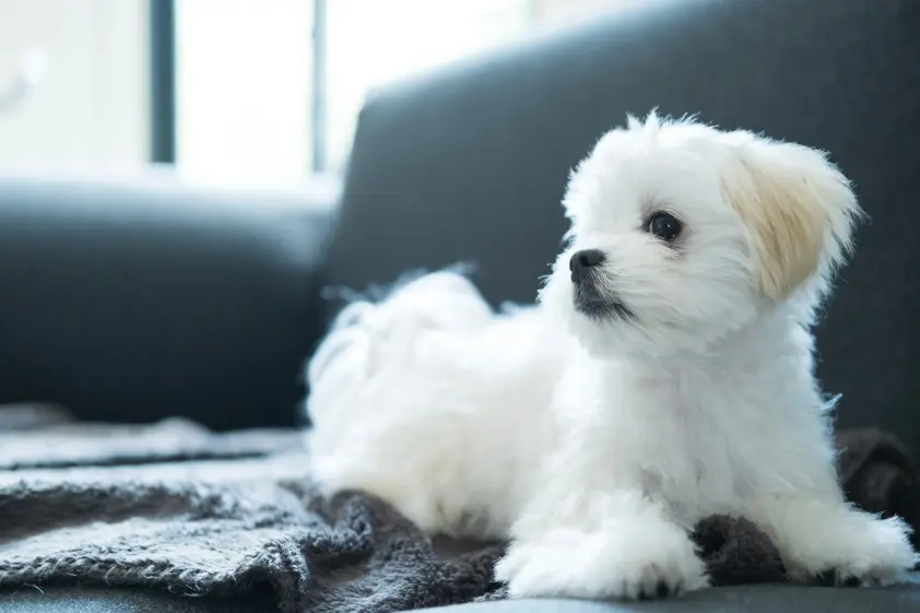 「変な犬。ずっとそのままでいてくれ」と飼い主が思ったポーズは「犬らしくなさすぎる」⇨「CDジャケットみたい」と反響続々 イメージ