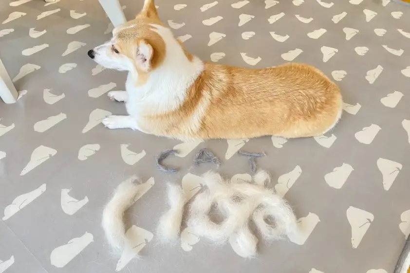 犬の抜け毛で作った、かわいい「いぬ」が大反響。大量抜け毛に「キャァ〜すごい」と驚く声が続出 イメージ