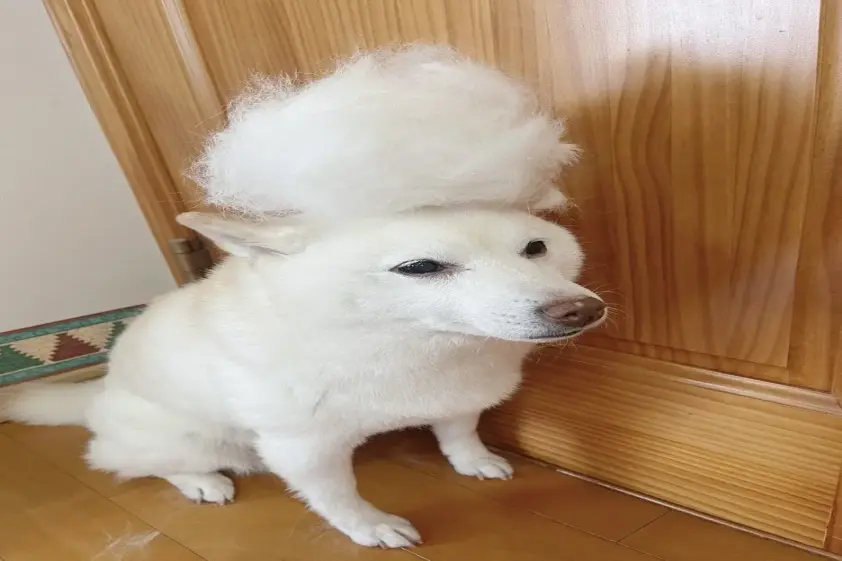 柴犬がまさかのマリーアントワネット化!「えっこんなに抜けるの!?」抜け毛量が凄まじかった… イメージ