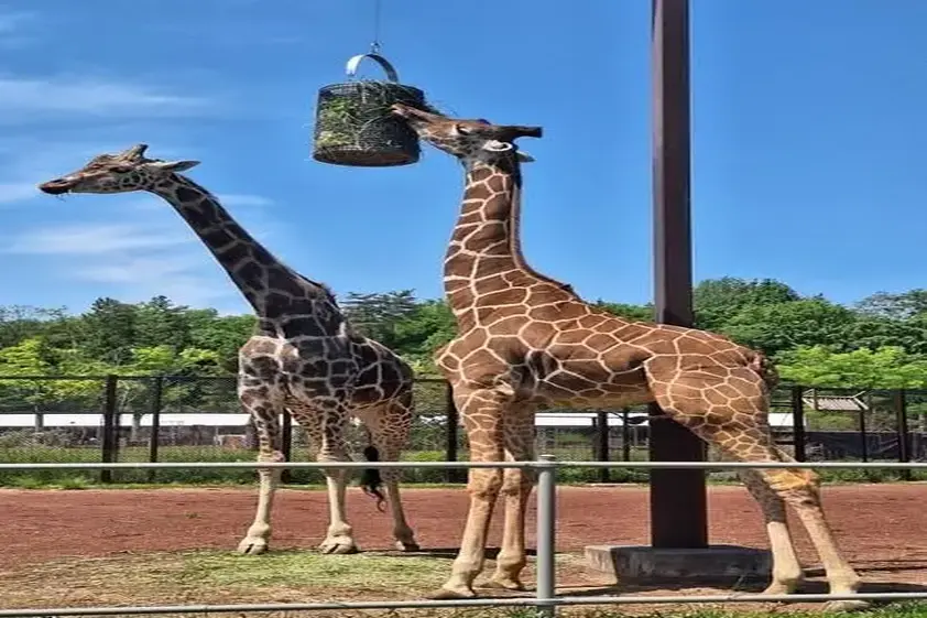 まるでムーンウォーク練習中みたいなキリン。なぜかバックしながら出てくる様子が話題に【埼玉県こども動物自然公園】 イメージ