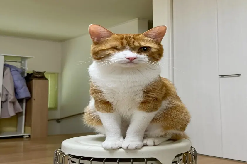 長野の整体院が、愛猫たちの「ある行動」を紹介したら...「けしからん!見に行きたい!」と大反響 イメージ