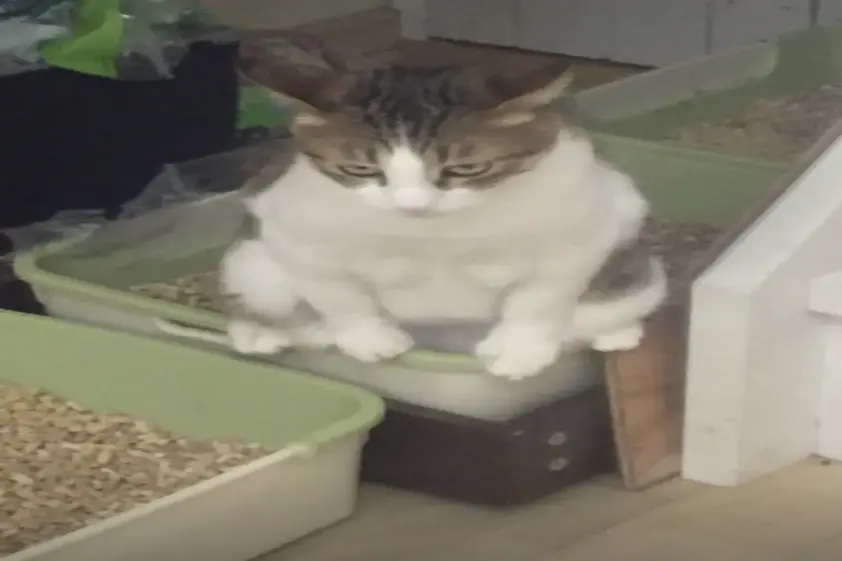 愛猫が用を足す時こんな顔になります。その様子に「喧嘩上等顔で好き」との声 イメージ