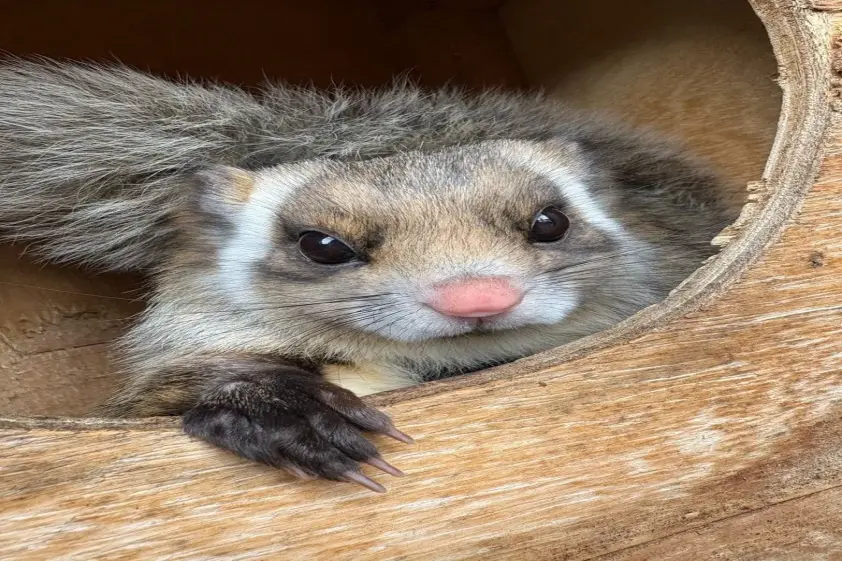 まるで壁ドンしてるみたい!ポーズを決めるムササビの姿が話題に【宮城・八木山動物公園フジサキの杜】 イメージ