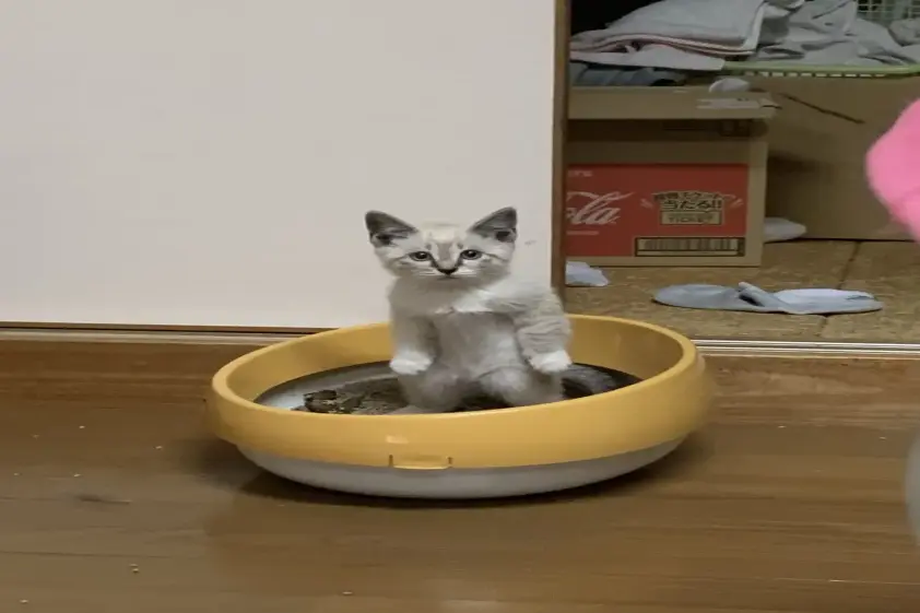 「5年前の光景だけどマジで好き」用足し時の愛猫の表情や体勢が面白すぎた。 イメージ