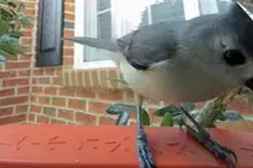「鳥さん用スマート餌台」が開く、野鳥観察の新しいカタチ イメージ