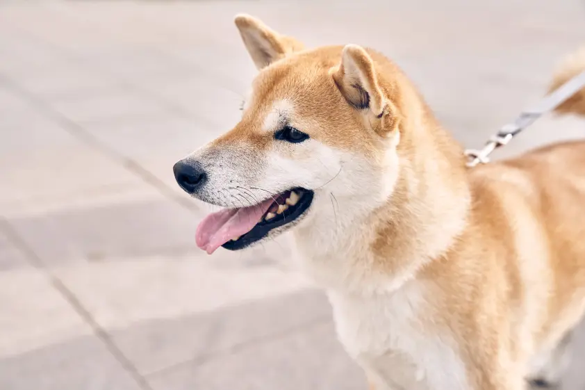 「勝手にトマトを買おうとする柴犬」がSNSで話題。まるで店員とおしゃべりしているよう イメージ